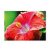 Greeting Card, Blank "Red Hibiscus" - Greeting Card - Leilanis Attic