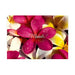 Greeting Card, Thank You “Plumeria Sea” - Greeting Card - Leilanis Attic