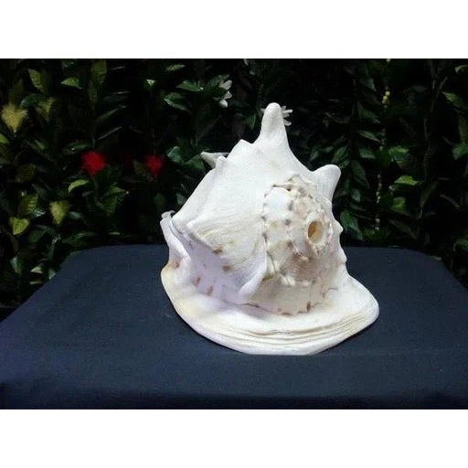 Helmet Conch Shell - Shell - Leilanis Attic