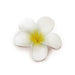 Plumeria Foam Hair Clip, White and Yellow - Hair Accessories - Leilanis Attic